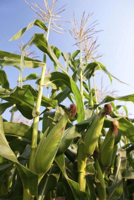 Biochar untuk Meningkatkan Pangan Lokal Tradisional