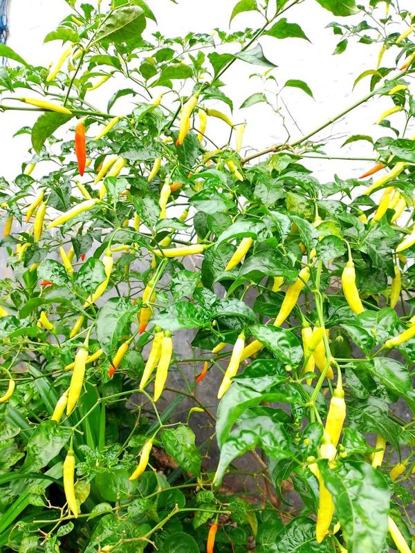 Efektivitas Pezano dalam Meningkatkan Ketahanan Cabai Terhadap Cuaca Ekstrem