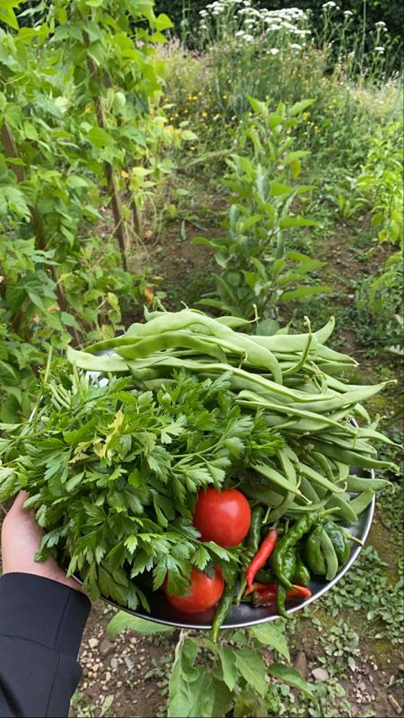 🌾 Tanah Subur, Pangan Mandiri: Generasi Baru yang Bertani dengan Cara Cerdas