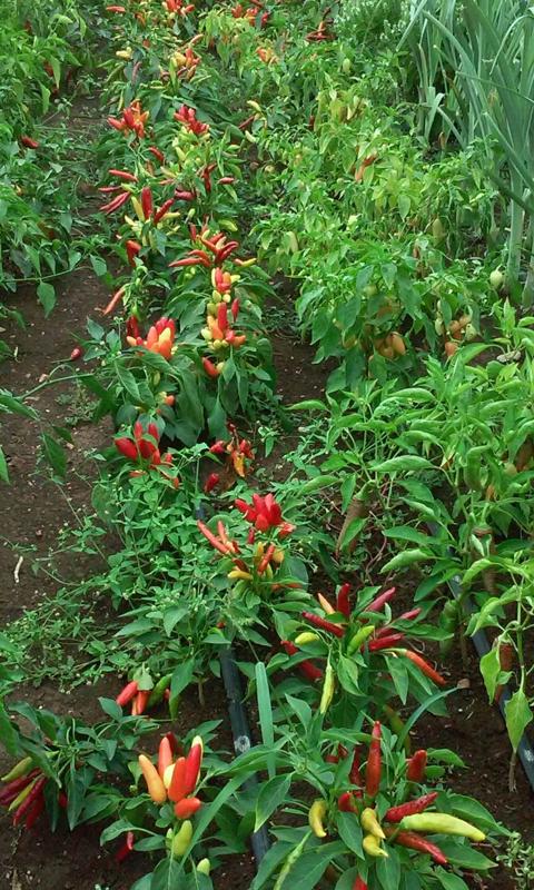 Ekonomi Mandiri Berbasis Biochar