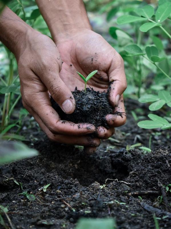 Manfaat Biochar bagi Tanaman, Ternak, dan Lingkungan