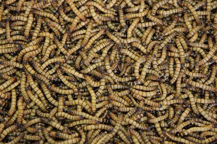 Pemanfaatan Maggot dan Biochar dalam Bidang Pertanian