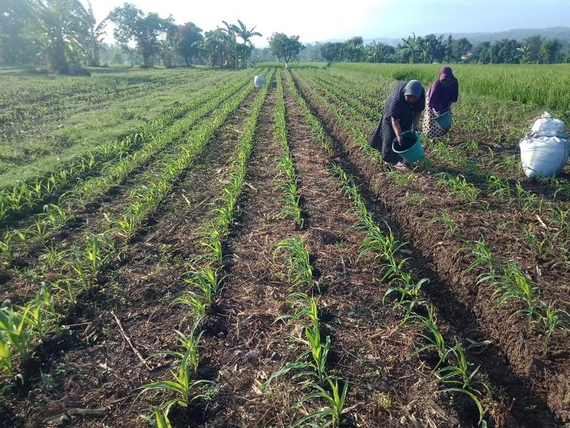 Mengapa Tanah Membutuhkan Biochar? Investasi Jangka Panjang Kesuburan Tanah